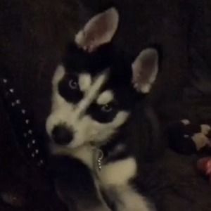 Meet your Posher, Tenille